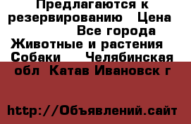 Предлагаются к резервированию › Цена ­ 16 000 - Все города Животные и растения » Собаки   . Челябинская обл.,Катав-Ивановск г.